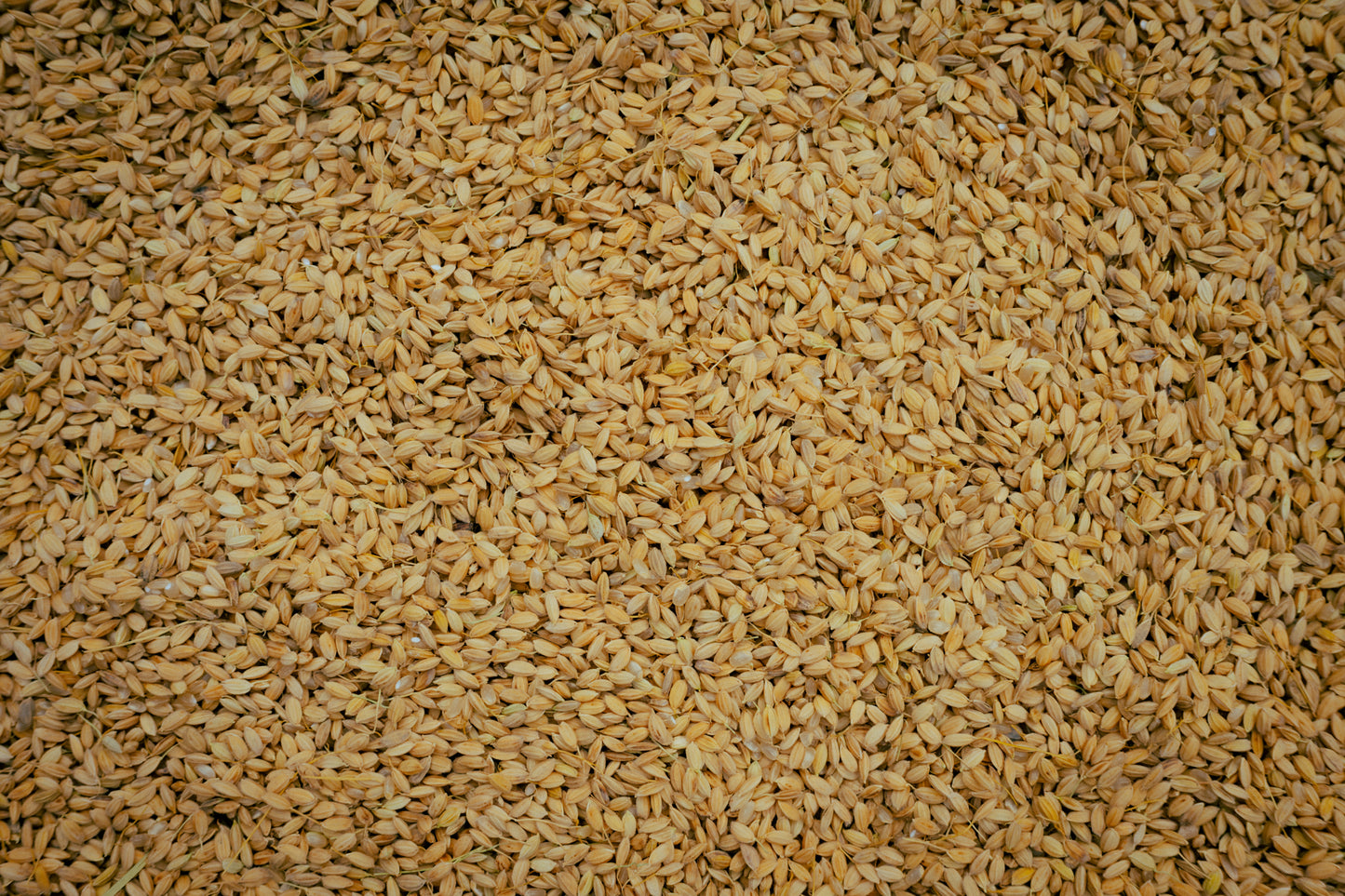 【お試し】 掛け干し 米 (亀ノ尾)栽培期間中無農薬無肥料 3合