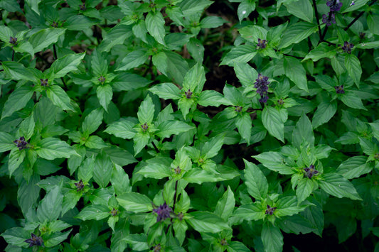 フレッシュトゥルシー(ホーリーバジル)200g