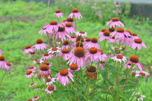 エキナセアハーブティー10g(2020年産)