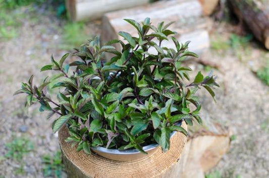 フレッシュブラックミント 100g 2023年産