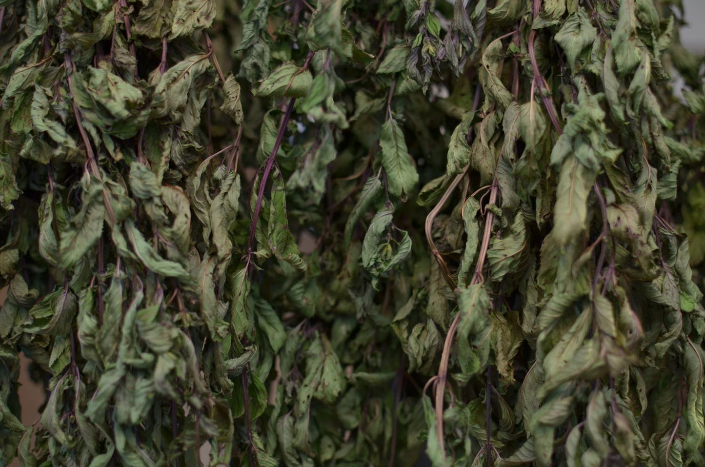 ブラックミント 自然栽培 東峰村産 10g