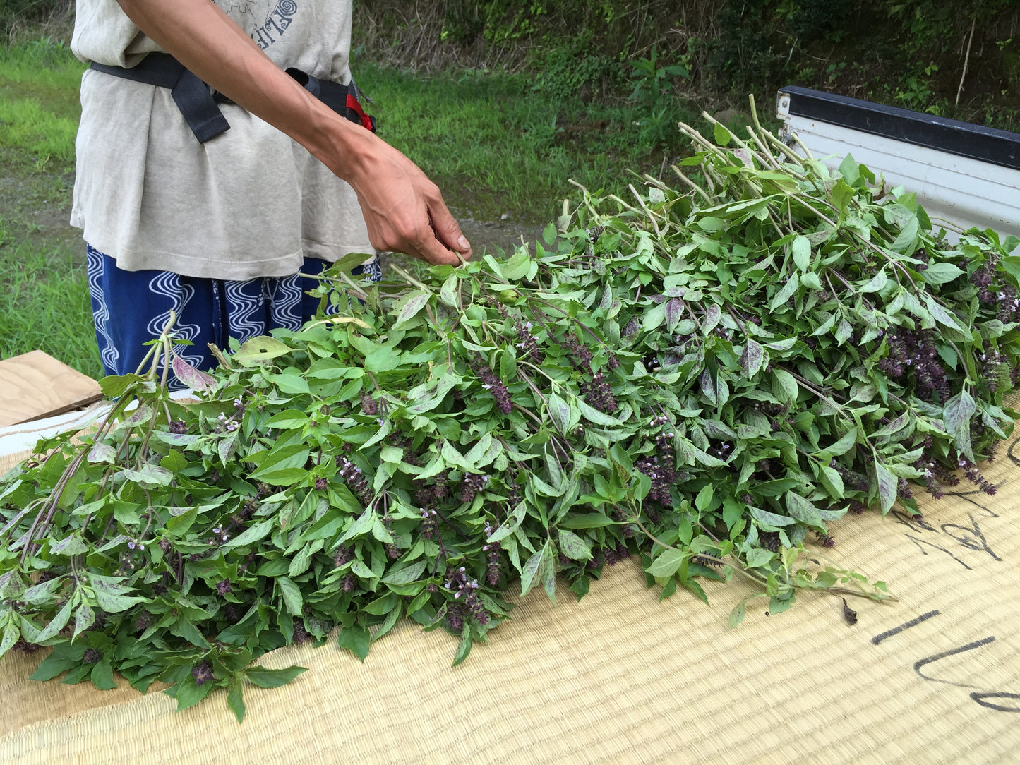 非加熱乾燥無農薬栽培のトゥルシー(ホーリーバジル)ティー
