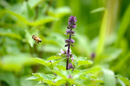 トゥルシー(ホーリーバジル)の種 送料無料 東峰村・日田市産 2024年産