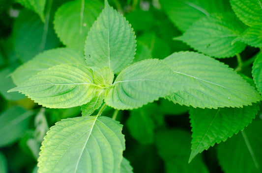 荏胡麻の種 送料無料 東峰村産 自家採種2022年