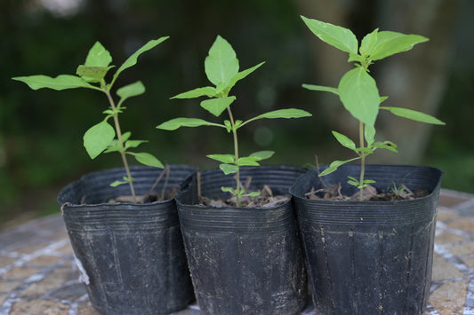 トゥルシー(ホーリーバジル)苗 3本セット