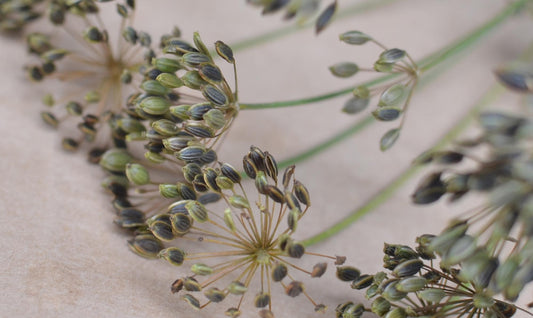 ディルの種 2021年秋 自家採種 送料無料