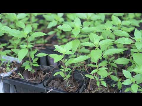 トゥルシー(ホーリーバジル)苗 3本セット