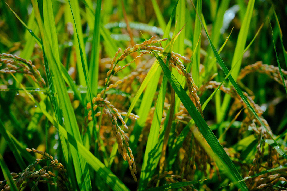 お米販売開始！