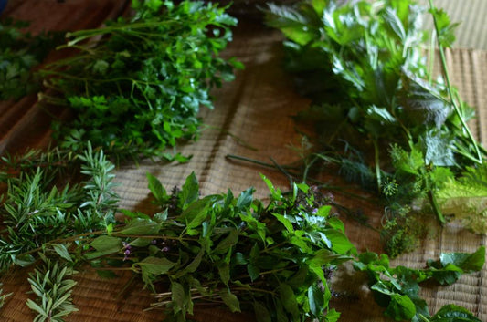 東峰村のトゥルシー（ホーリーバジル）の収穫