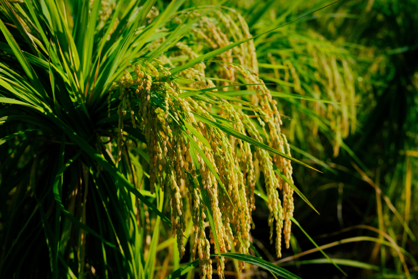 【お試し】 掛け干し 米 （亀ノ尾）栽培期間中無農薬無肥料 3合