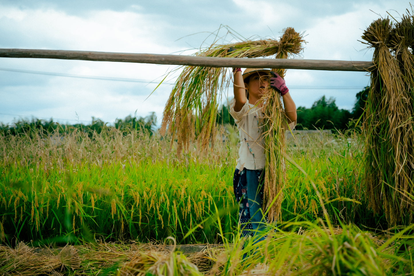 【お試し】 掛け干し 米 （亀ノ尾）栽培期間中無農薬無肥料 3合