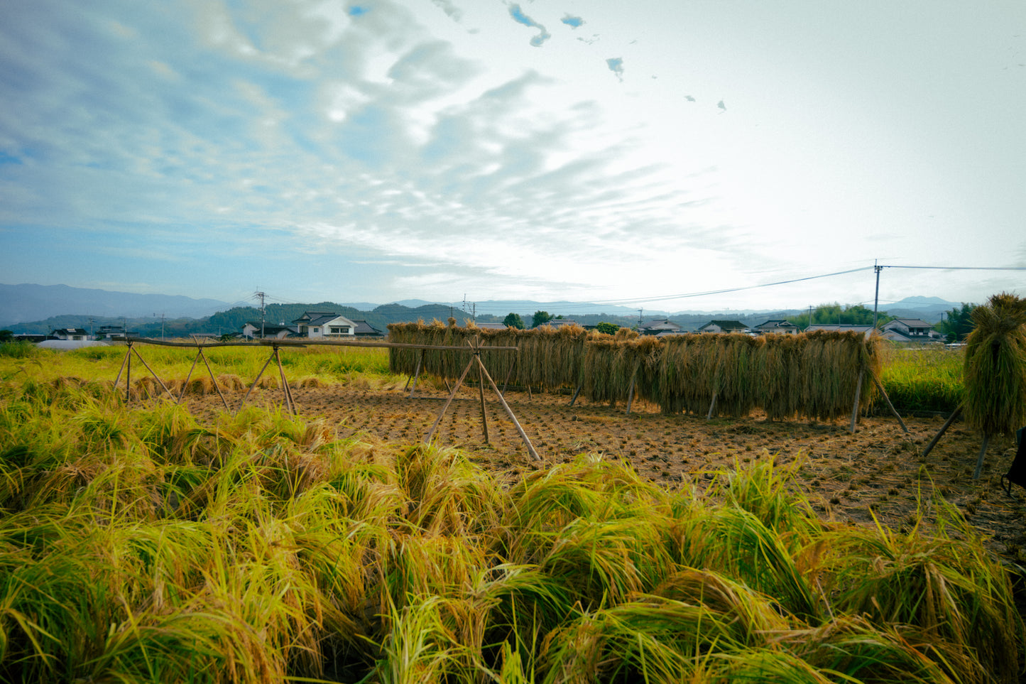 【お試し】 掛け干し 米 （亀ノ尾）栽培期間中無農薬無肥料 3合