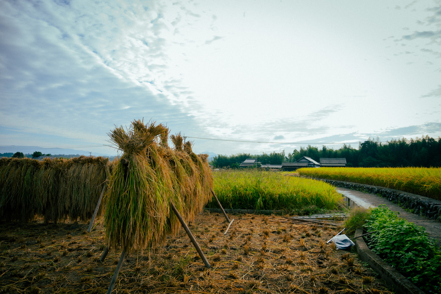 【お試し】 掛け干し 米 （亀ノ尾）栽培期間中無農薬無肥料 3合