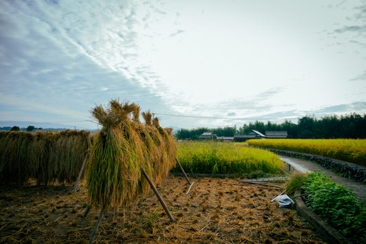 亀の尾 掛け干し 米 栽培期間中無農薬無肥料 5キロ