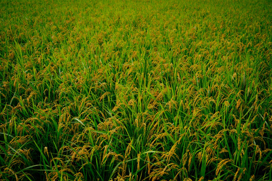 【お試し】 ヒノヒカリ 米 減農薬無肥料 3合