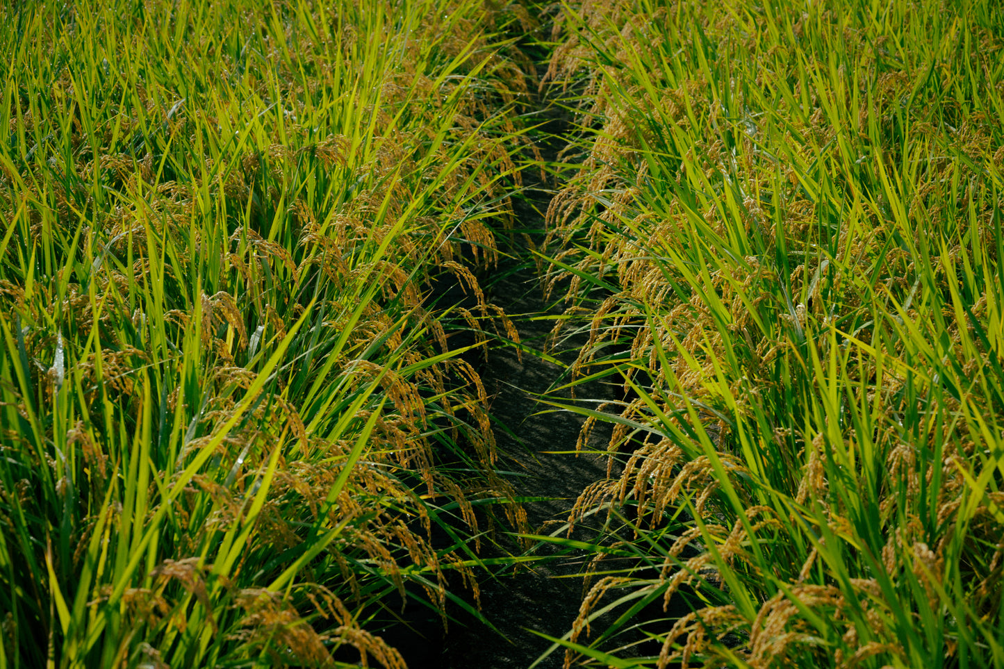 ヒノヒカリ 米 減農薬無肥料 5キロ