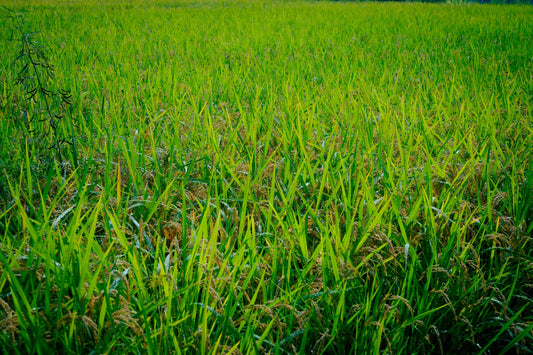 ヒノヒカリ 米 減農薬無肥料 5キロ