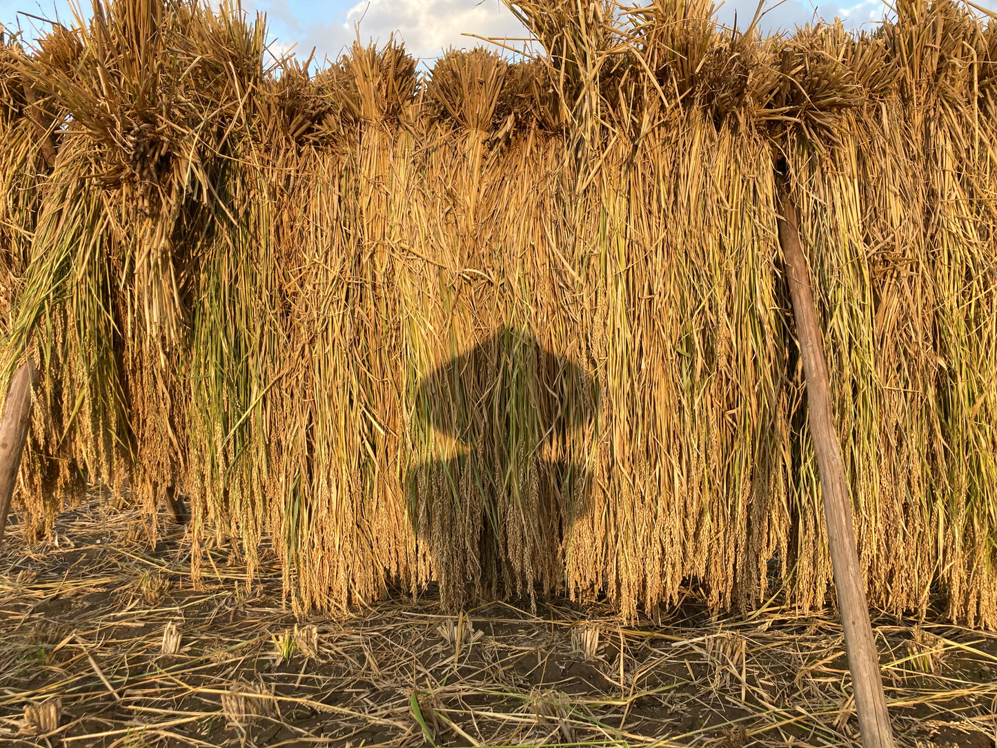 【お試し】 掛け干し 米 （亀ノ尾）栽培期間中無農薬無肥料 3合