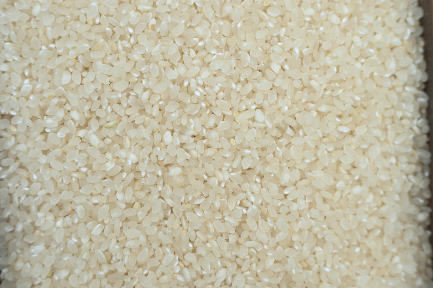 亀の尾 掛け干し 米 栽培期間中無農薬無肥料 5キロ