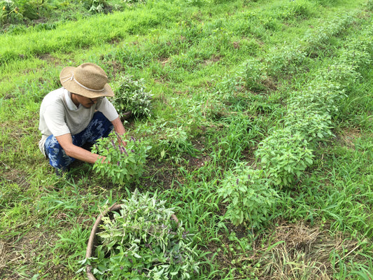 非加熱乾燥無農薬栽培のトゥルシー（ホーリーバジル）ティー